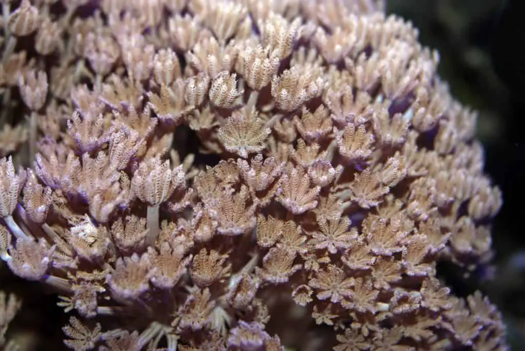 pulsating coral