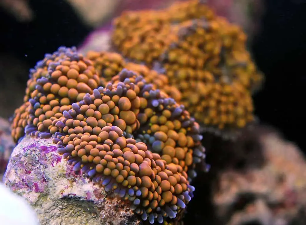 ricordea corals
