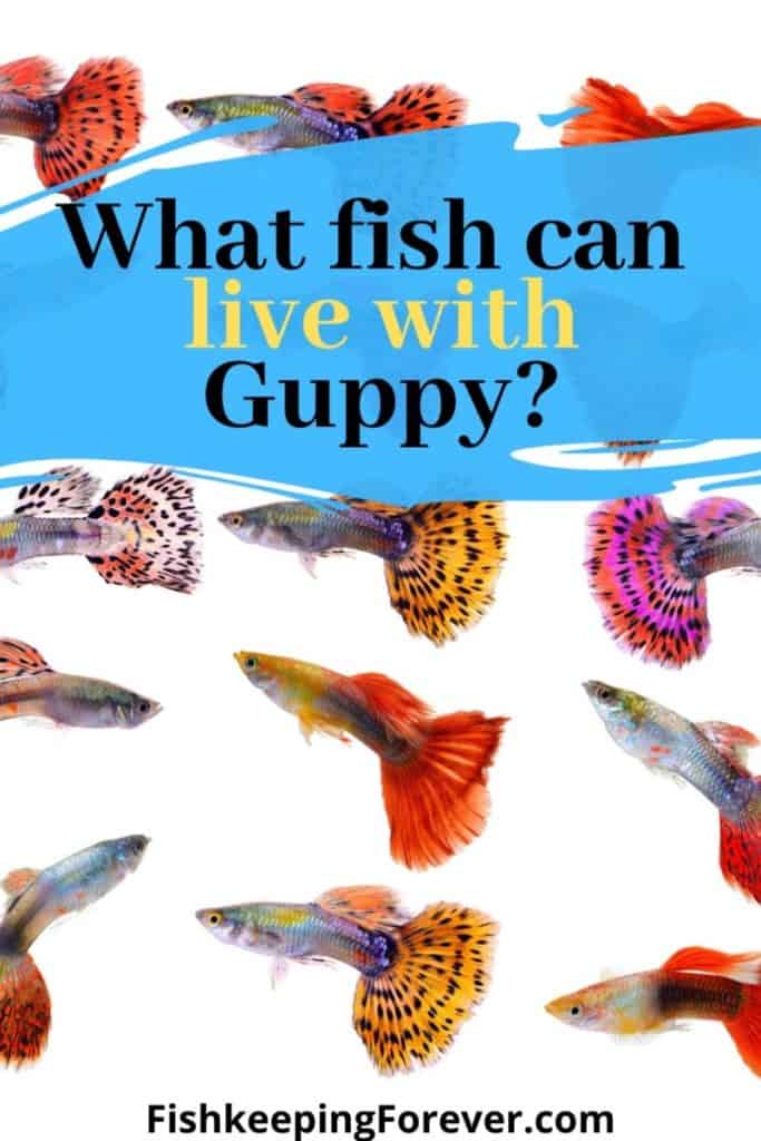 what fish can live with guppy