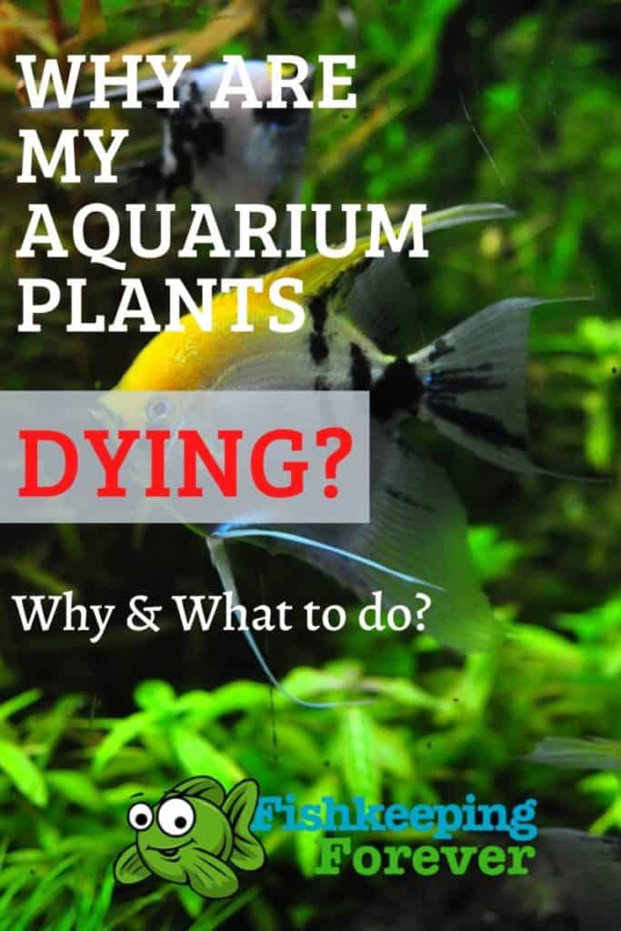 why are my aquarium plants dying?

