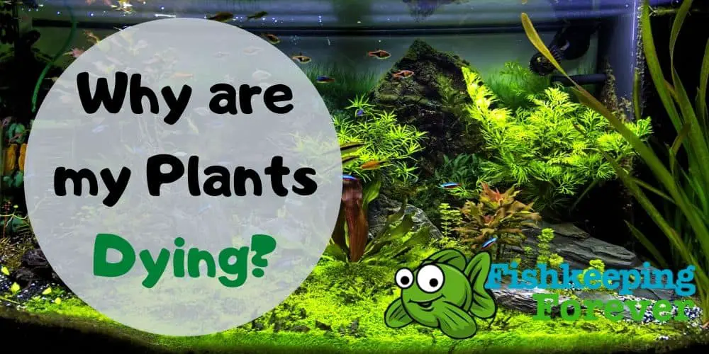 aquarium plants and fish