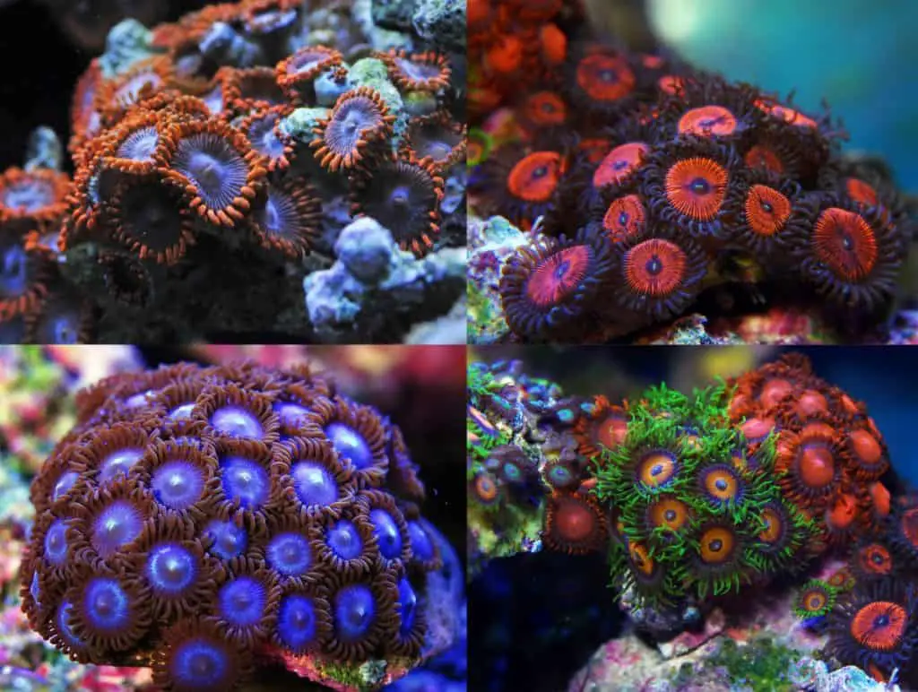 zoanthids corals