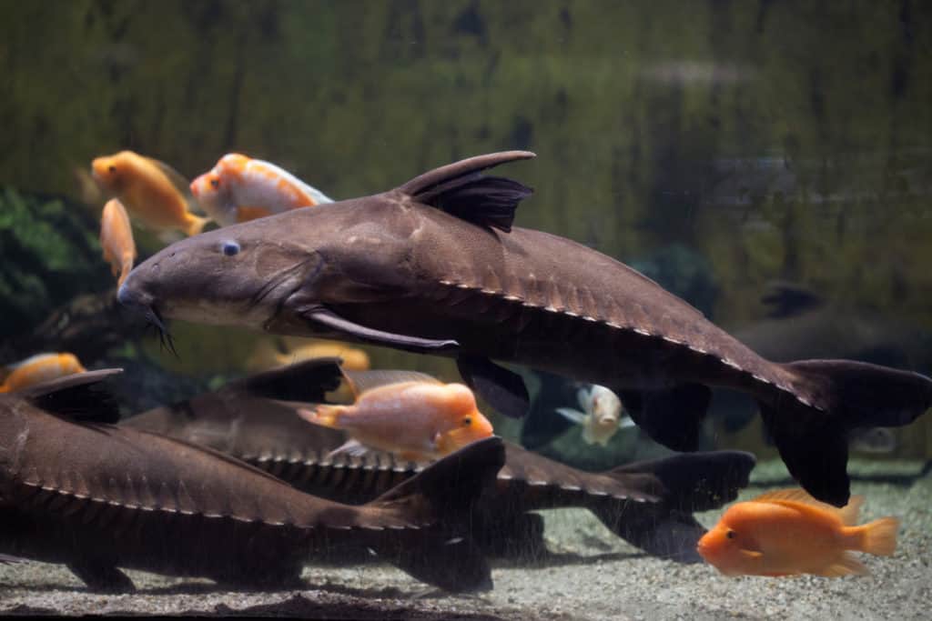 Ripsaw Catfish