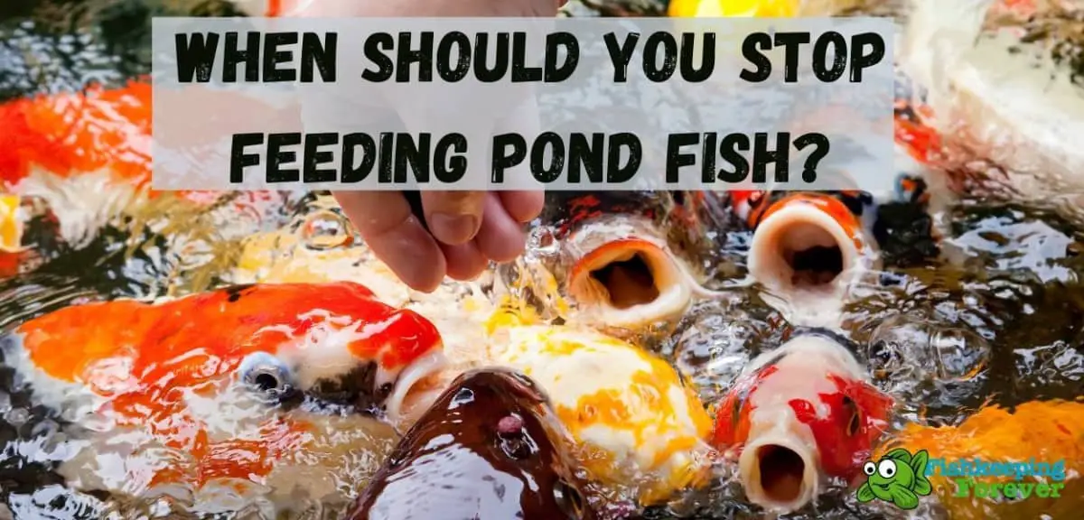 When Should you stop feeding pond fish?