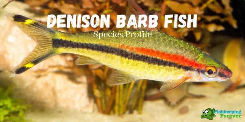 DENISON BARB FISH