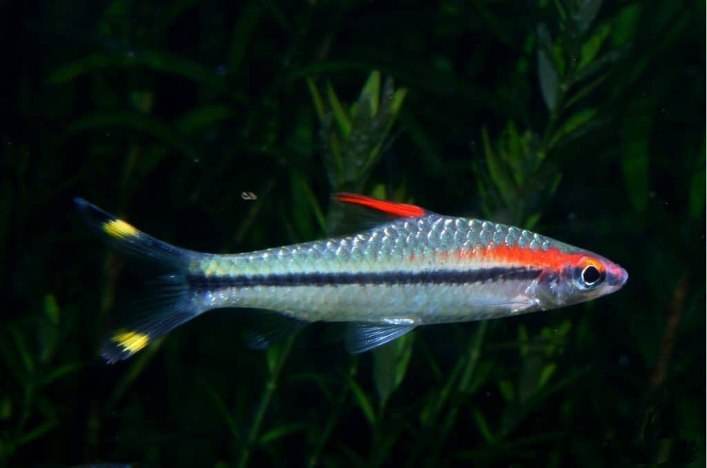 Image of a tropical fish