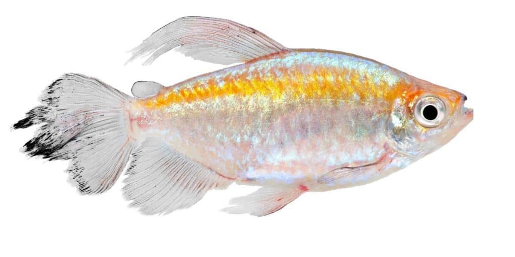 congo tetra