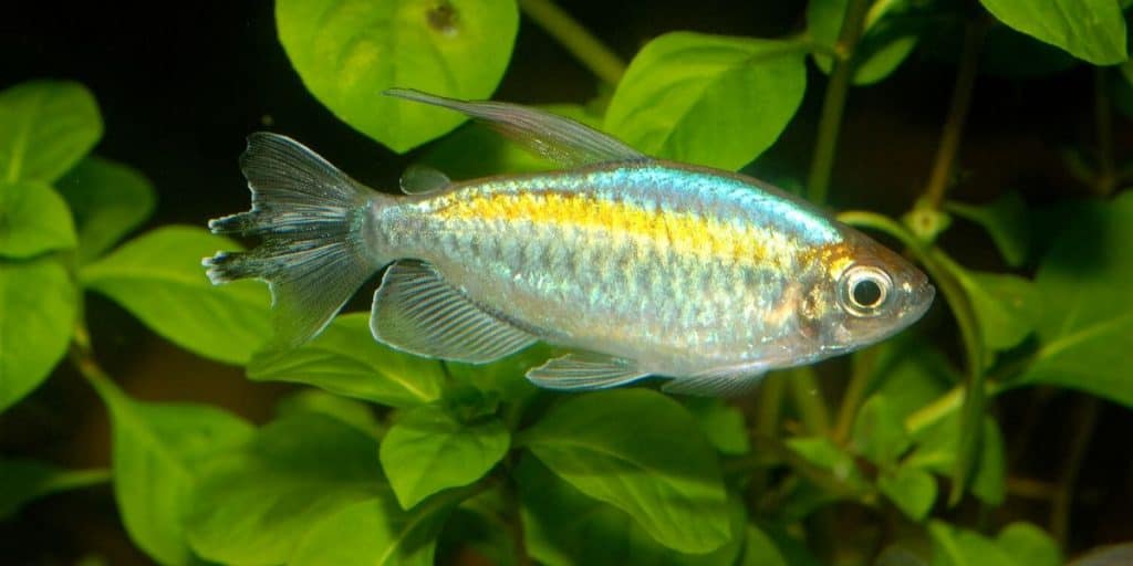 CONGO TETRA