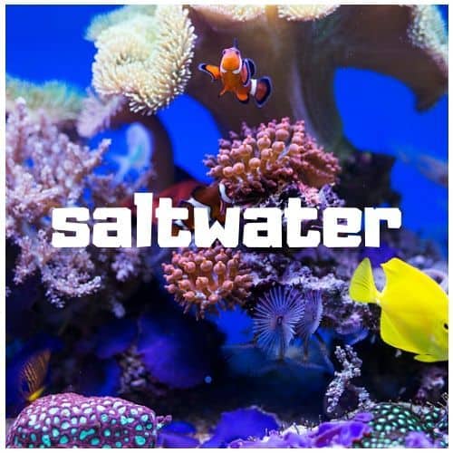saltwater aquarium fish