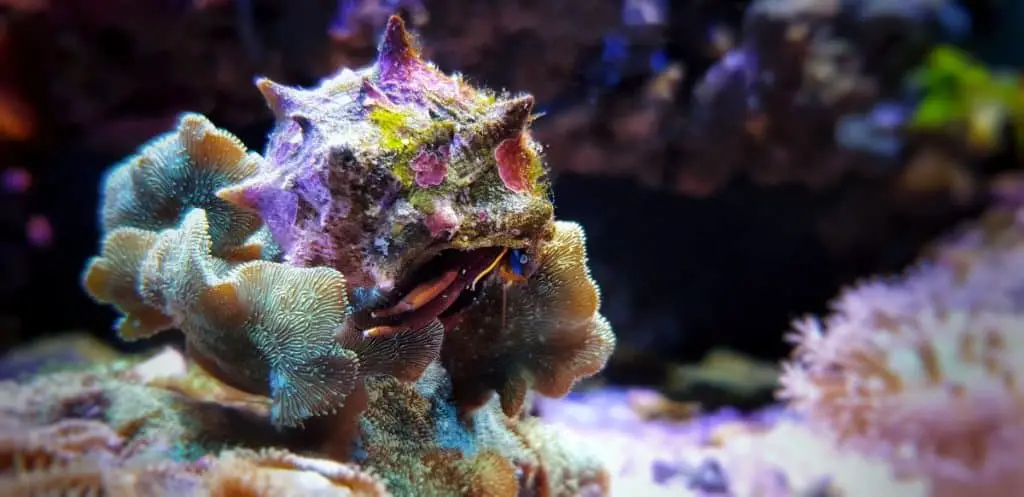 blue legged hermit crab