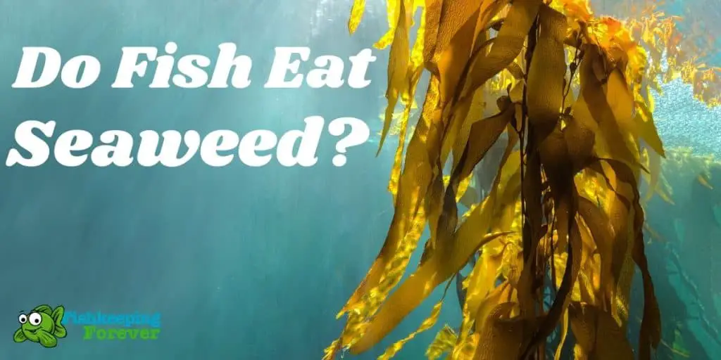 What Kind Of Fish Eat Seaweed