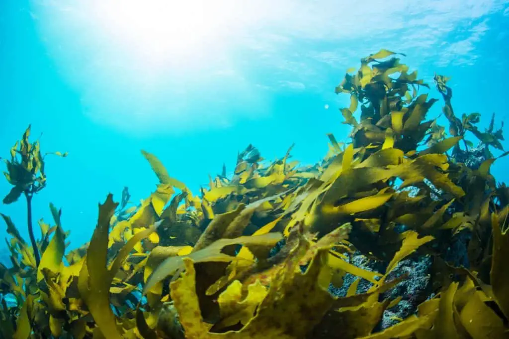 what animals eat seaweed