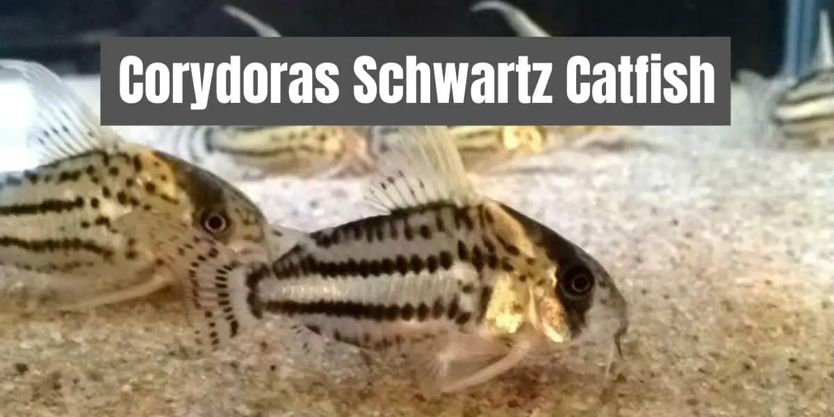 Corydoras Schwartz Catfish