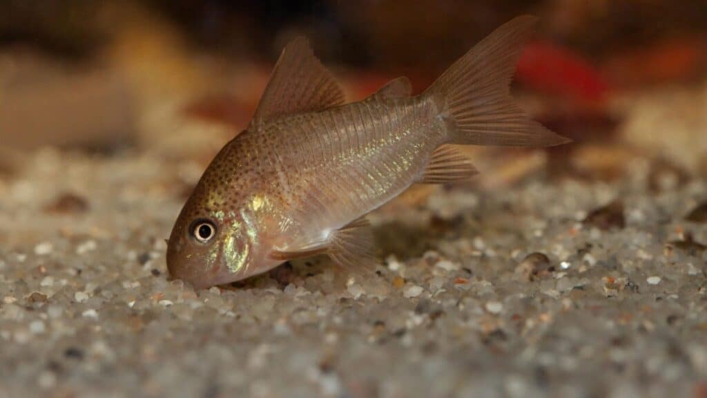 corydoras catfish in the sand