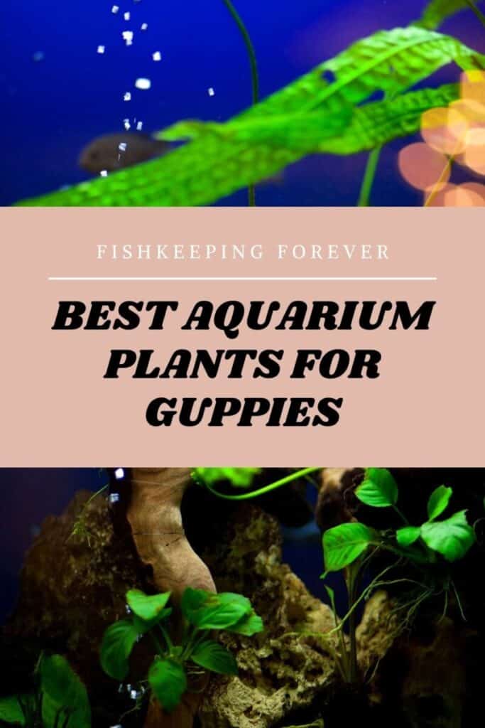 best aquarium plants for guppies
