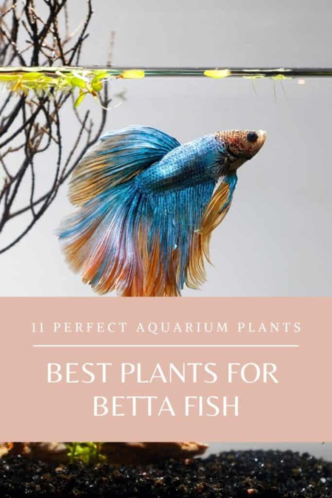 betta fish plants