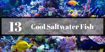 13 cool saltwater fish