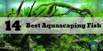 14 best aquascaping fish