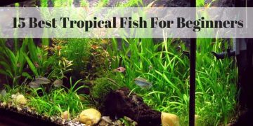 15 Best Tropical Fish For Beginners