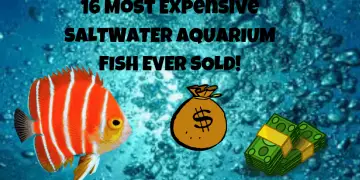 16 MOST EXPENSIVE SALTWATER AUARIUM FISH EVER SOLD