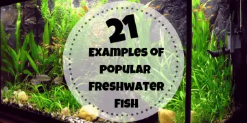 popular freshwater aquarium fish