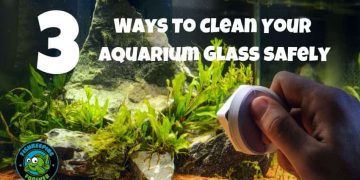 3 ways to clean your aquarium glass safely