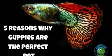 5 Reasons Why Guppies Are The Perfect Pet