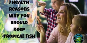 7 Health Reasons Why You Should Keep Tropical Fish