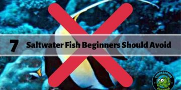 7 Saltwater Fish Beginners Should Avoid