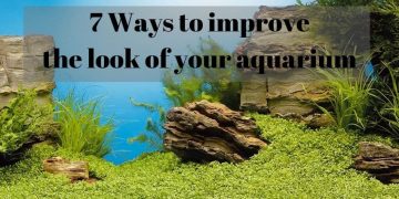 7 Ways to improve the look of your aquarium