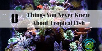 8 Things You Never Knew About Tropical Fish