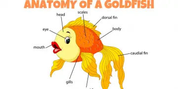 ANATOMY OF A GOLDFISH