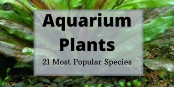 aquarium plants