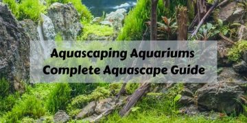 aquascaping complete guide