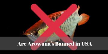 arowana fish