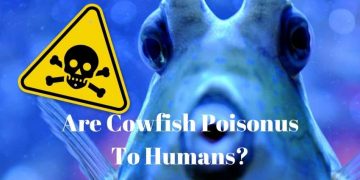 are cowfish poisonous to humans