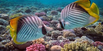 Auriga Butterflyfish (Chaetodon auriga)