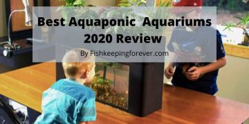 Best Aquaponic Aquariums 2020 Review