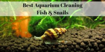 Best Aquarium Cleaning Fish