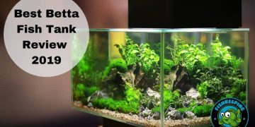 betta fish tank review