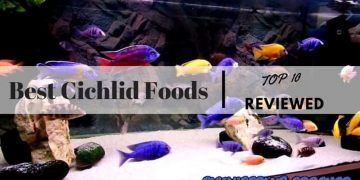 Best Cichlid Foods
