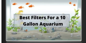 Best-Filters-For-A-10-Gallon-Aquarium