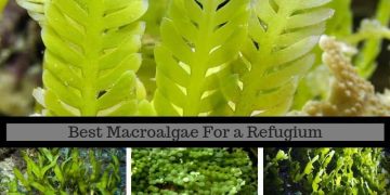 Best-Macroalgae-For-a-Refugium