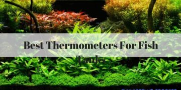 Best Thermometers For Fish Tanks