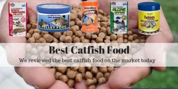 best catfish food