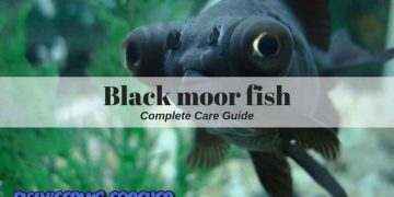 Black Moor Fish