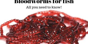 bloodworms for fish food image