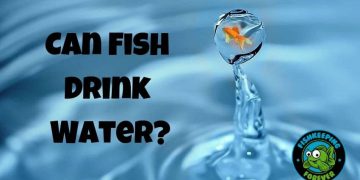 Can Fish Drink Water?