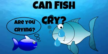 Can fish cry?