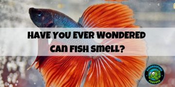 CAN FISH SMELL?